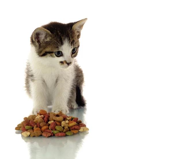 먹는 고양이 — 스톡 사진