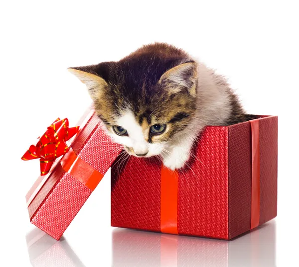 Cat gift box Stock Photos, Royalty Free Cat gift box Images Depositphotos