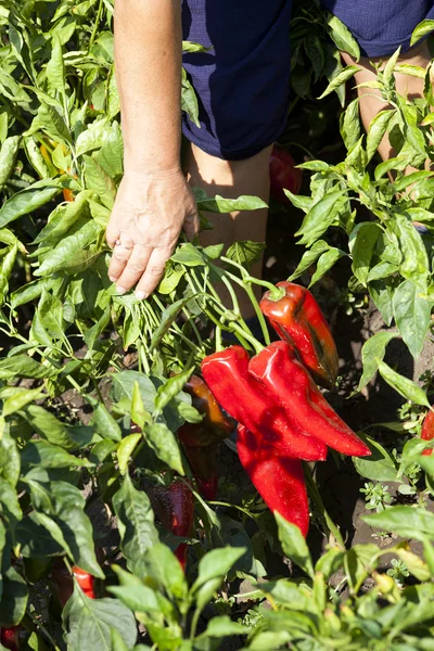 Сбор органического свежего красного перца — стоковое фото