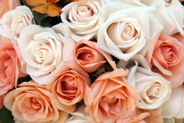 粉红和白玫瑰 — 图库照片