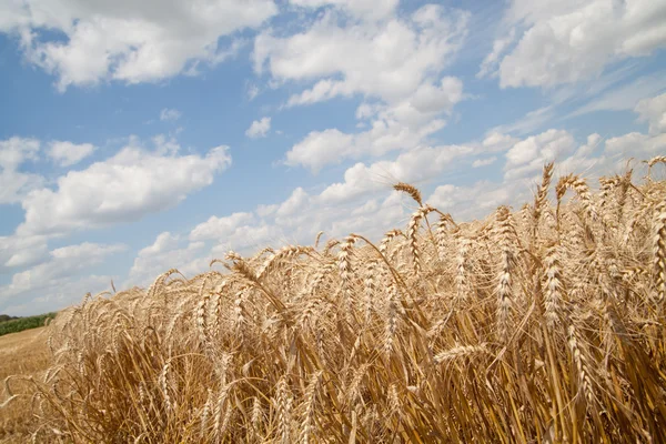 Зерновые поля и облачное небо — стоковое фото