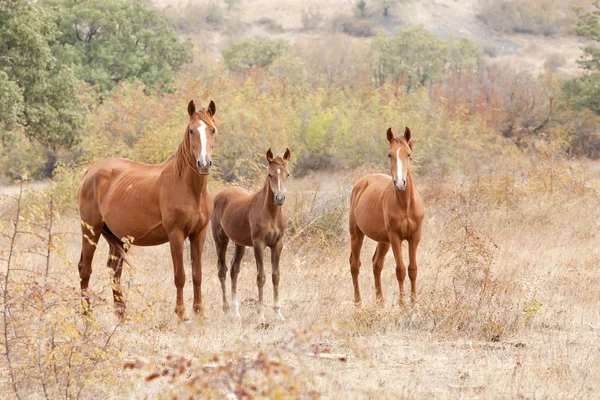 Wild paard familie — Stockfoto