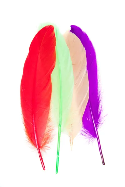 Colorful feathers isolated — Stock Photo, Image