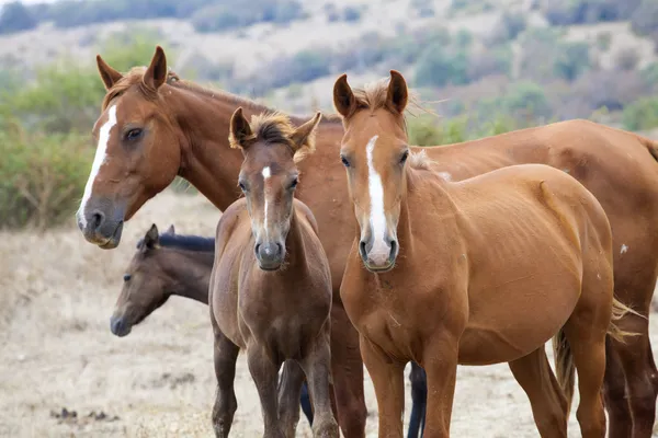 Família de cavalos selvagens — Fotografia de Stock