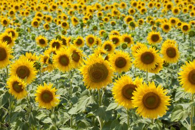 Ayçiçeği alan arka plan