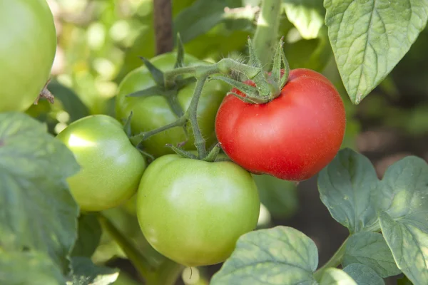 Manojo de tomates orgánicos en el jardín. Producto biológico — Foto de Stock