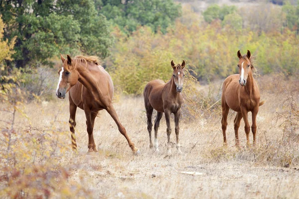 Wild paard familie — Stockfoto