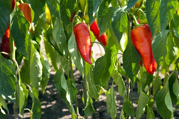 Červené organické papriky rostoucí v zahradě — Stock fotografie