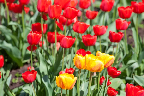 Rouge et jaune beau champ de tulipes — Photo