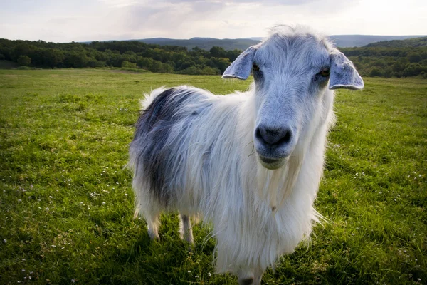 Goat looking to a camera in a field — Stock Photo, Image