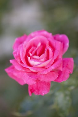 Bahçede güzel pembe bir gül