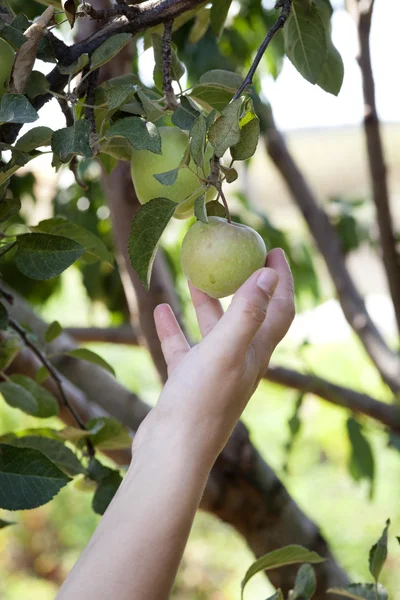 Cueillette de pommes dans l'arbre — Photo