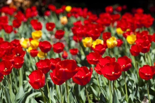 Rouge et jaune beau champ de tulipes — Photo