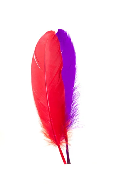 Red and blue feathers isolated — Stock Photo, Image