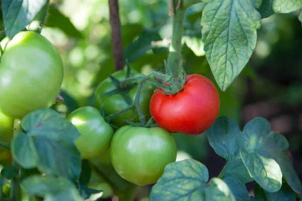 Um monte de tomates orgânicos no jardim. Produto biológico — Fotografia de Stock