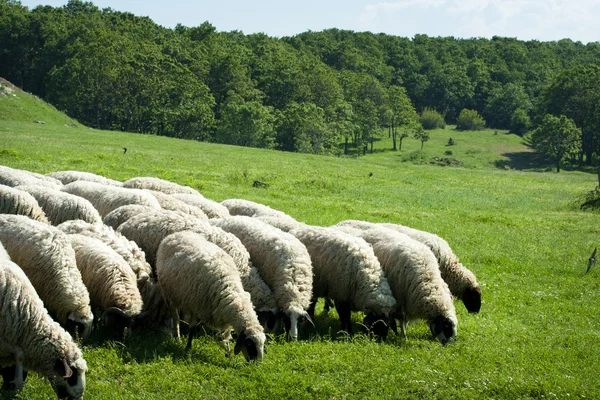 Grazing sheep herd on green field — Stock Photo, Image