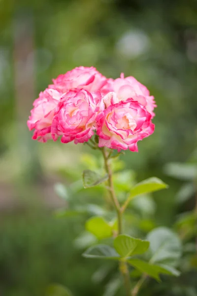 Krásné růže v zahradě — Stock fotografie