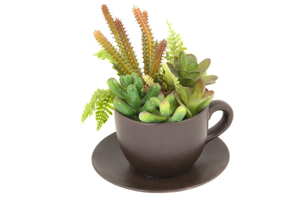 Planten in een kopje (voorjaar concept), geïsoleerd — Stockfoto