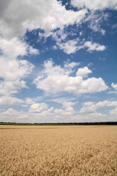 Agricultural field and cloudy sky — Stock Photo, Image