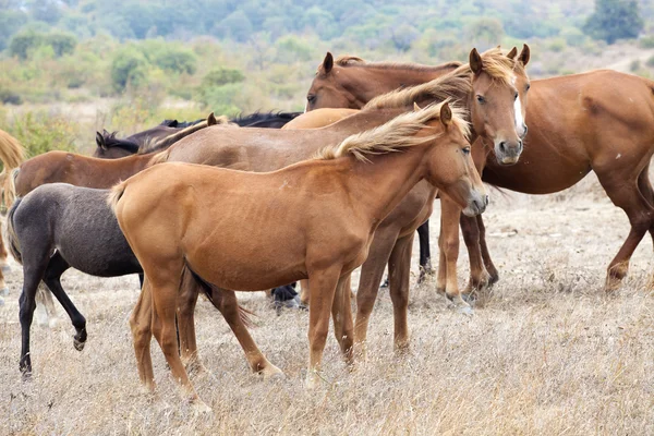 Kudde wilde paarden — Stockfoto