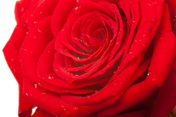 Cerca rosa roja con gotas de agua —  Fotos de Stock