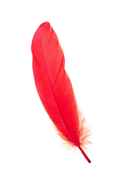 Red feather isolated — Stock Photo, Image