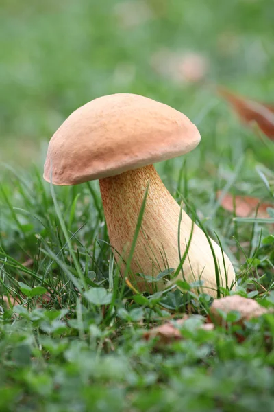 Boletus edulis in the grass — Stock Image Boletus edulis in the grass Stock Image