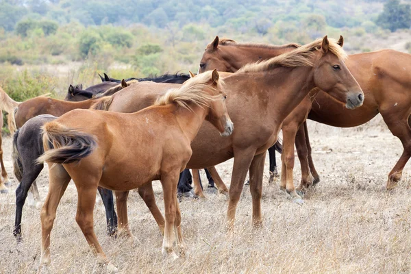 Wilde paarden — Stockfoto