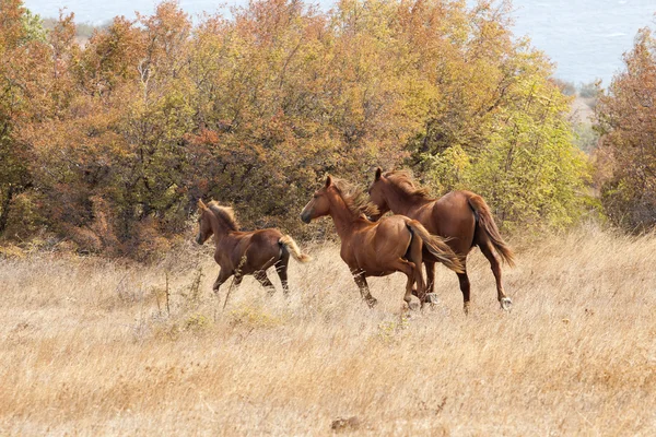 フィールドでギャロッピング野生の馬 — ストック写真