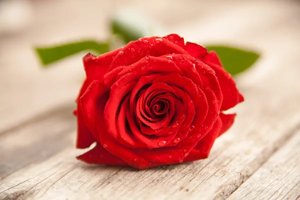 Rosa roja con gotas de agua sobre fondo de madera —  Fotos de Stock