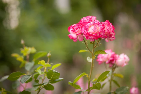 Belles roses dans le jardin — Photo