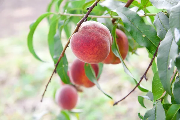 Peach on the tree — Stock Photo, Image