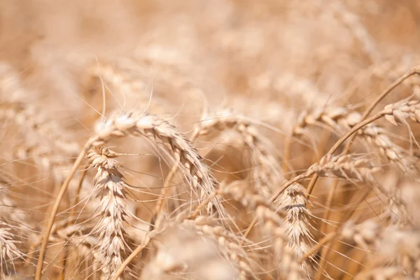 Close up of yellow grain ready for harvest — Stock Photo, Image