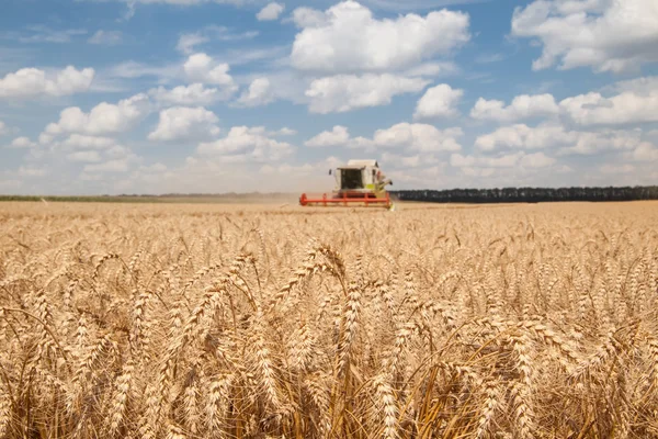 Крупным планом колосья пшеницы на поле и машины для сбора урожая на заднем плане — стоковое фото