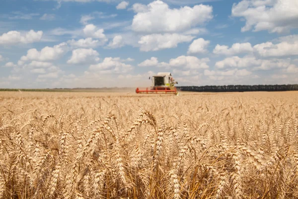 Close-up ears of wheat at field and harvesting machine on background — Stock Photo, Image