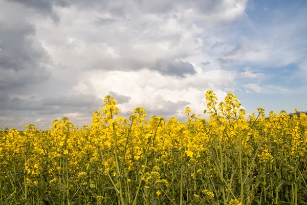 Żółte pole z oleju rzepakowego roślin, pochmurnego nieba — Zdjęcie stockowe