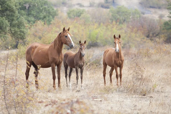 Wild paard familie — Stockfoto