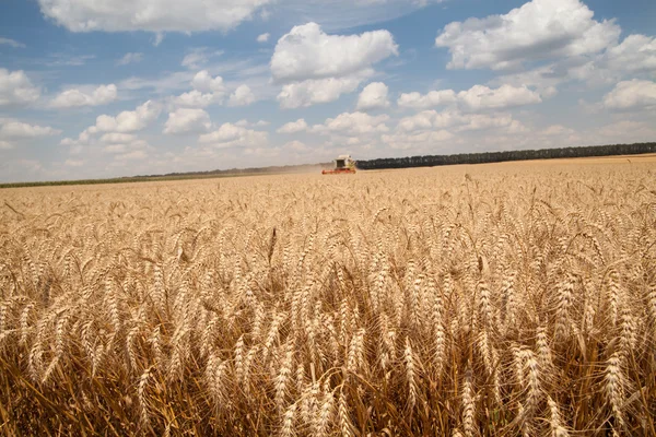 Крупным планом колосья пшеницы на поле и машины для сбора урожая на заднем плане — стоковое фото