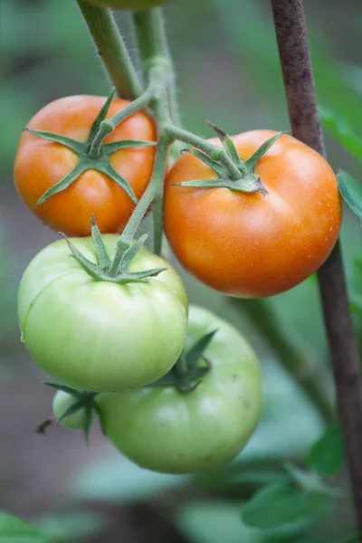 Banda organicznych pomidorów w ogrodzie. Produkt biologiczny — Zdjęcie stockowe