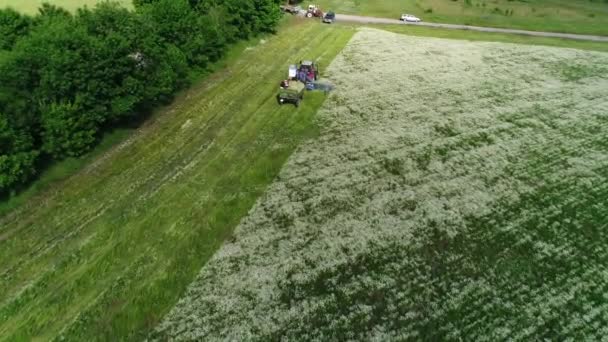 フィールドからカモミールを収穫するマシンの空中映像 カモミール畑の収穫の空中ビュー — ストック動画