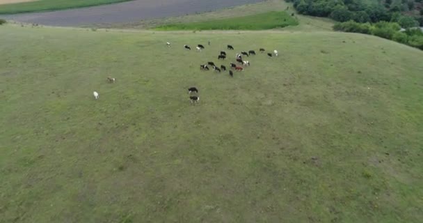 Imagens Aéreas Olho Aves Vacas Pastando Campo Pastagem Campos Com — Vídeo de Stock