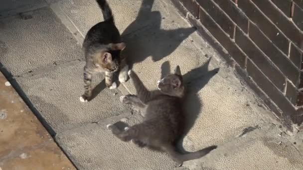 Dos Gatitos Lindos Jugando Peleando Afuera Movimiento Lento — Vídeos de Stock