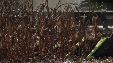 Hasat makinesi mısırı hasat ederken kapatın. Mısır hasadını birleştirmek. Ağlamayı kapat, başlık. Yavaş çekim 240 fps 