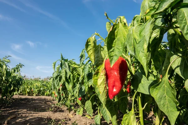 Red Green Organic Peppers Growing Garden — Stock Photo, Image