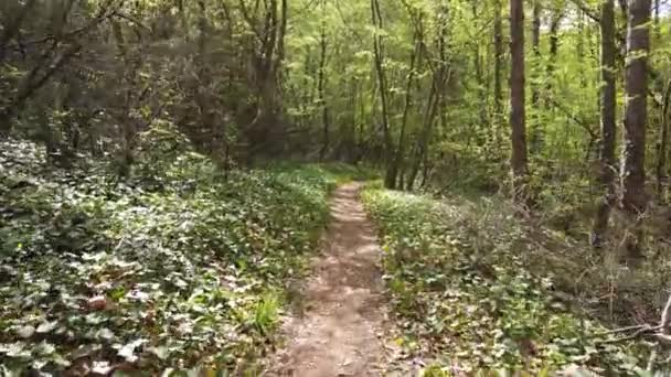 在绿色森林的小径上行走的个人观点 在山林上远足 — 图库视频影像