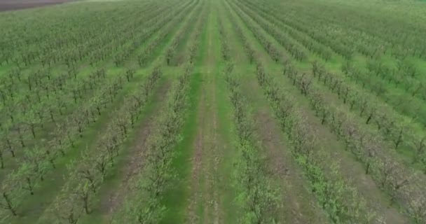 Vista Aerea Della Piantagione Mele Sorvolando Gli Alberi Mele — Video Stock