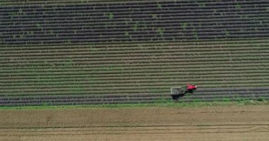 Hava manzarası, lavanta tarlasında çalışan traktör. Lavanta hasadı