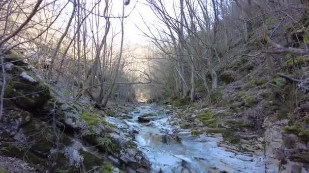 Czysta Słodka Woda Lesie Górski Strumień Lesie Ładny Strumyk Naturalna — Wideo stockowe