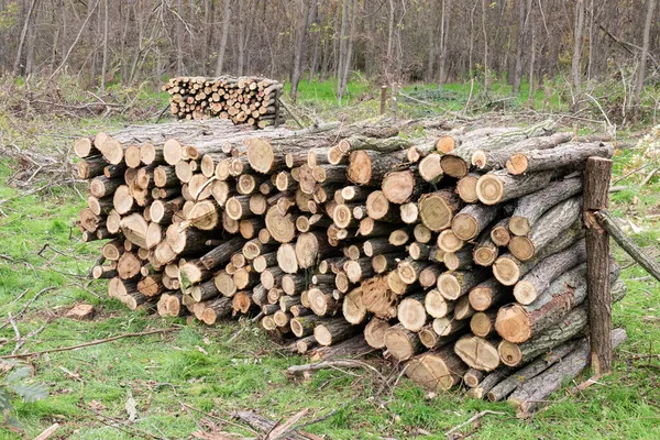 Stos Suszonego Drewna Opałowego Drewna Brzozowego Kupa Ściętych Sosen Wyciętych — Zdjęcie stockowe