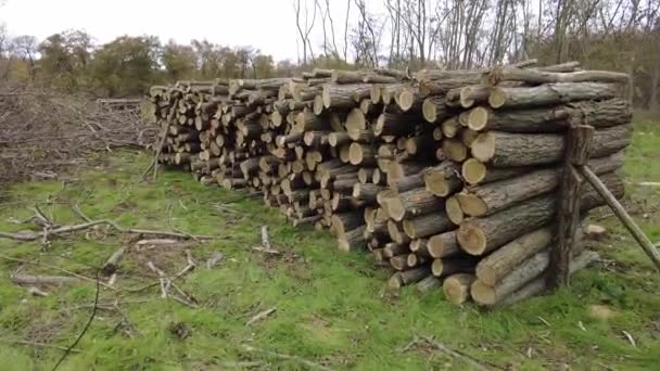Stos Suszonego Drewna Opałowego Drewna Brzozowego Kupa Ściętych Sosen Wyciętych — Wideo stockowe